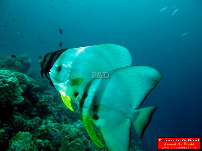 Papua Immersioni (Kavieng-New Hannover) - 06.jpg